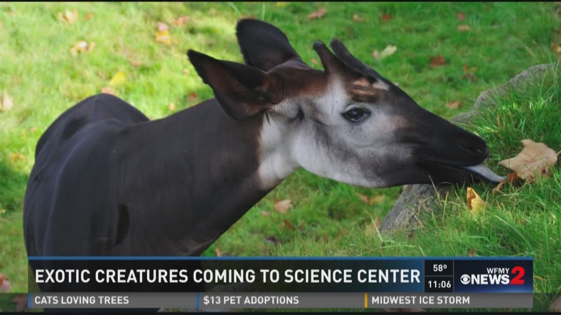 Exotic Creatures Coming to Science Center