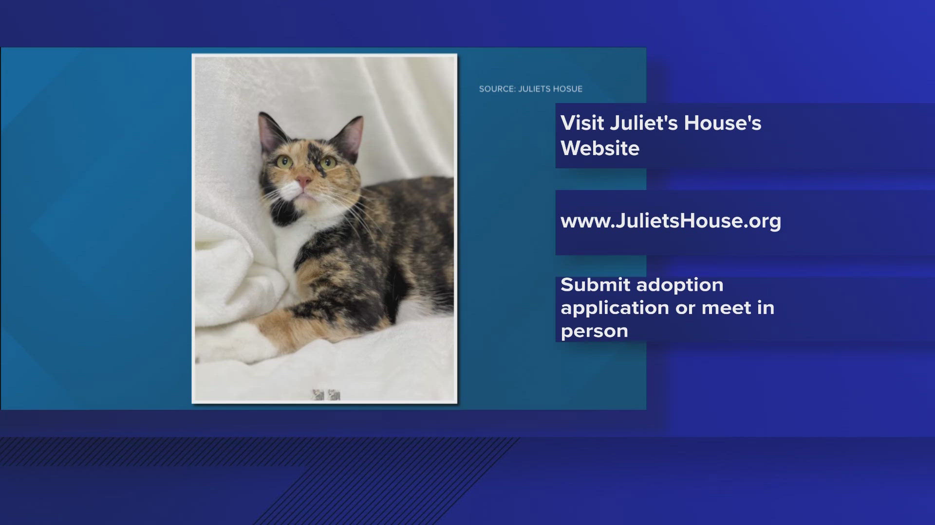 Let's get Hazel adopted!