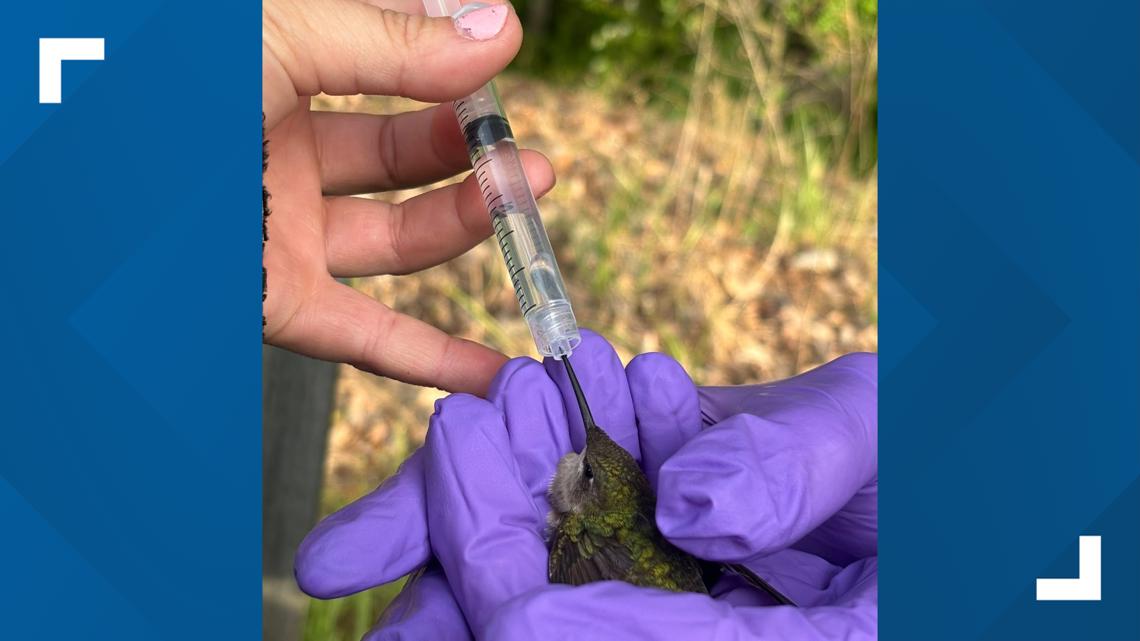 Crews were responding to a minor crash when they discovered the bird and provided care on scene.