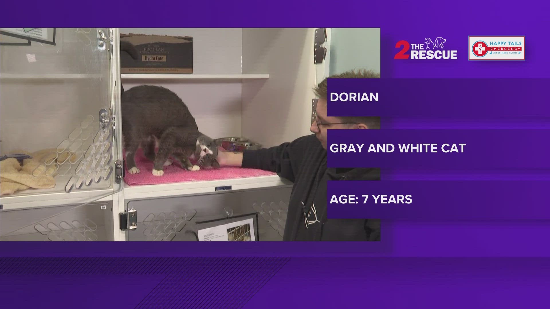 Dorian is a seven-year-old gray and white cat who is affectionate and loves scratches. He is content to be petted and relax.