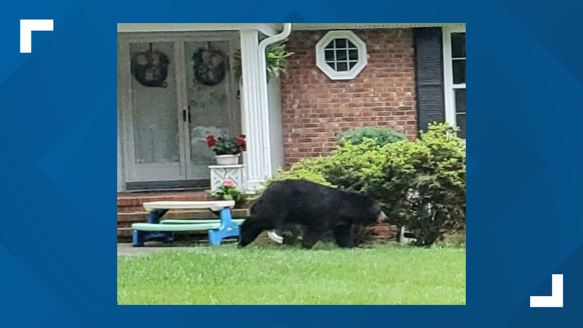 Bear sightings on the rise in Guilford County