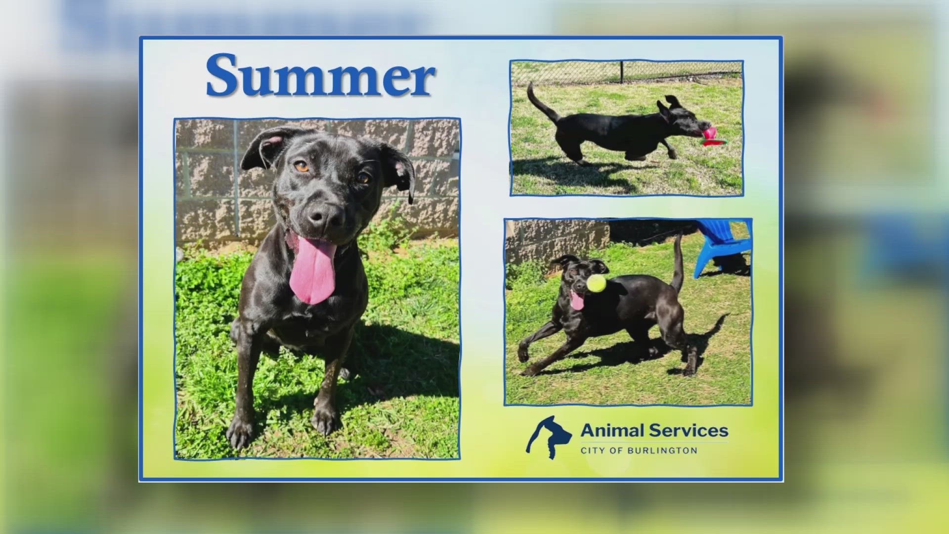 Let’s get Summer adopted!