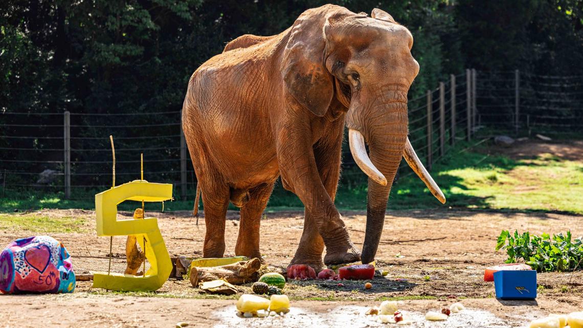 North Carolina Zoo’s oldest African bull elephant, C’sar, dies at 51