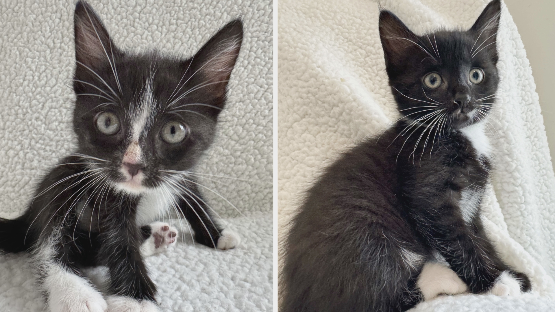 Let's get these two sweet kittens adopted! Piper and Prue are available at Juliet's House Animal Rescue.