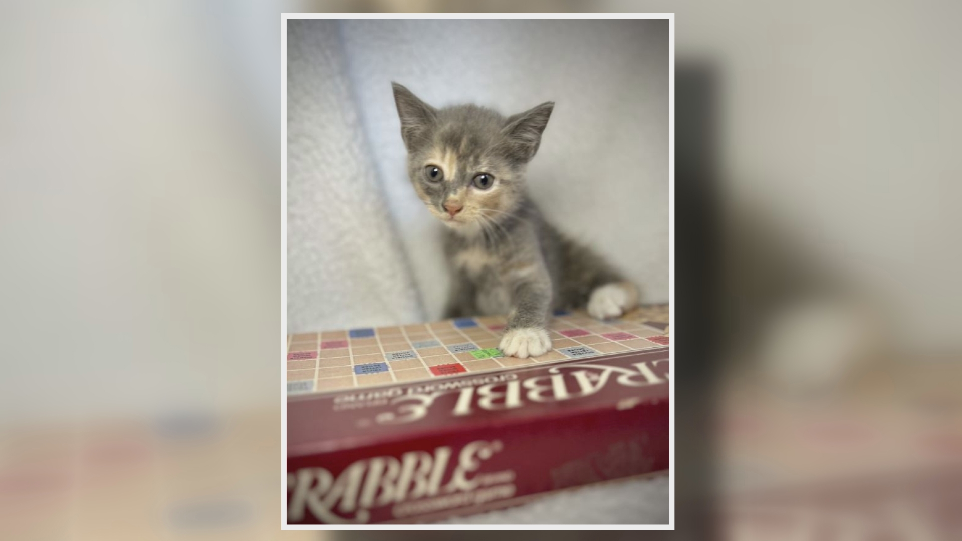 Let's get Scrabble adopted!