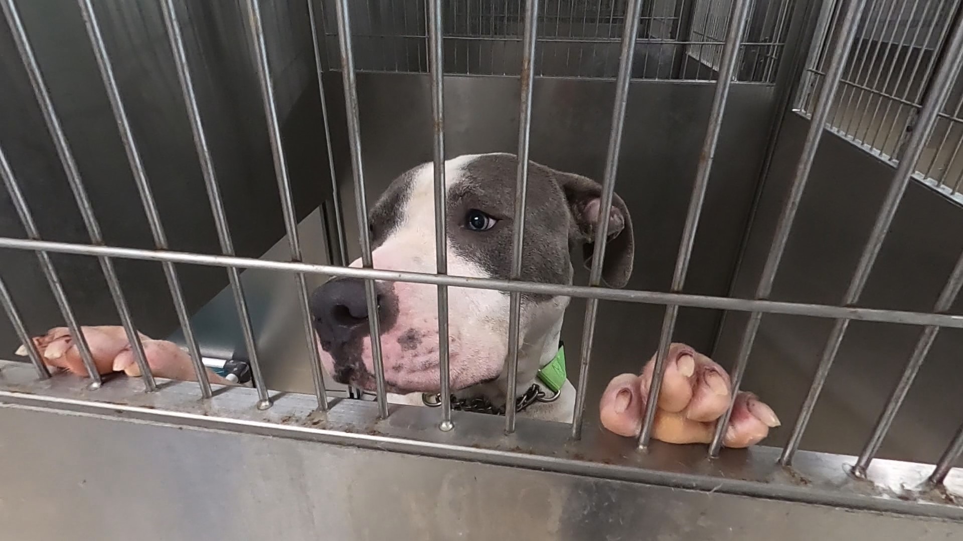 Hitting capacity, Burlington Animal Services drops adoption fees ...