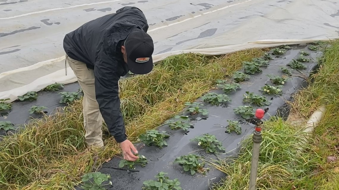 Freezing temps slow strawberry crops already ahead of schedule - Vimarsana News