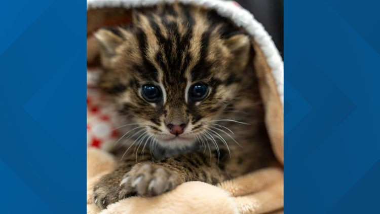 New fishing cat kitten born at the Greensboro Science Center