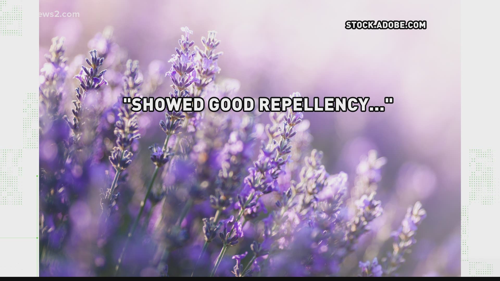 Need to 'scratch the itch' but don't want to spray greasy chemicals on your skin? Experts VERIFY lavender is an effective mosquito repellent.
