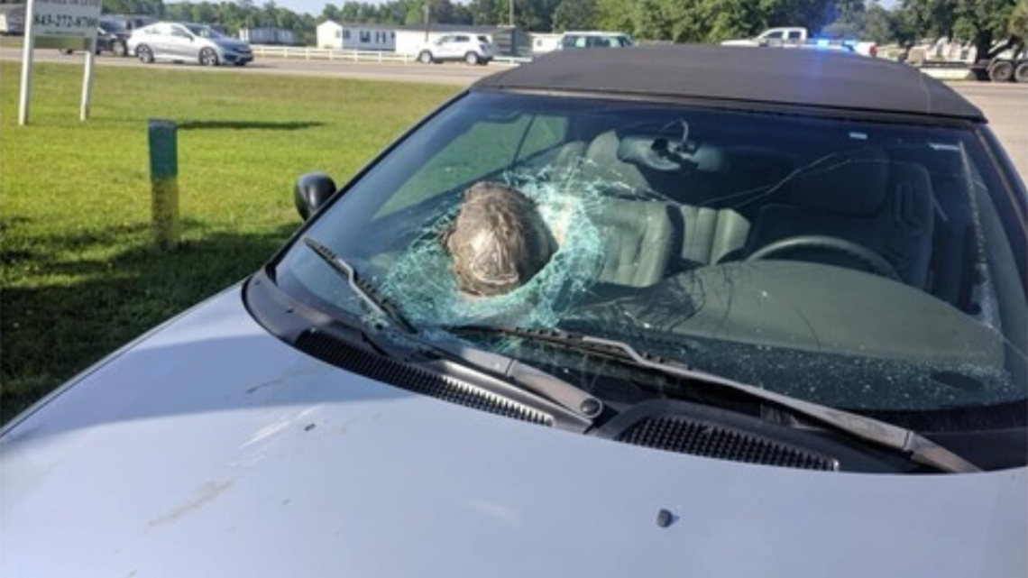 'I Still Don't Understand' Flying Tortoise Crashes Into Man's