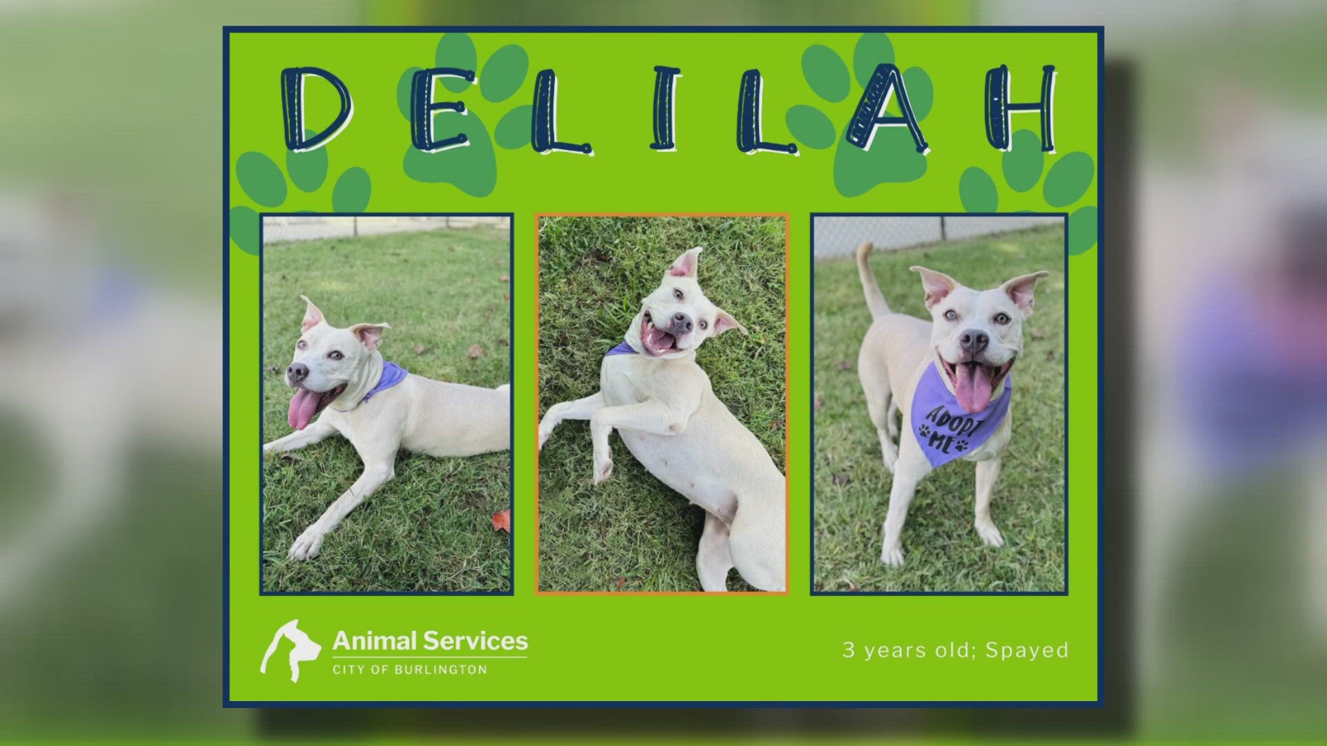 Let's get Delilah adopted!