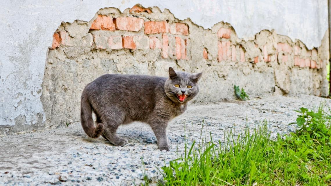 The exposure came from a rabid cat.