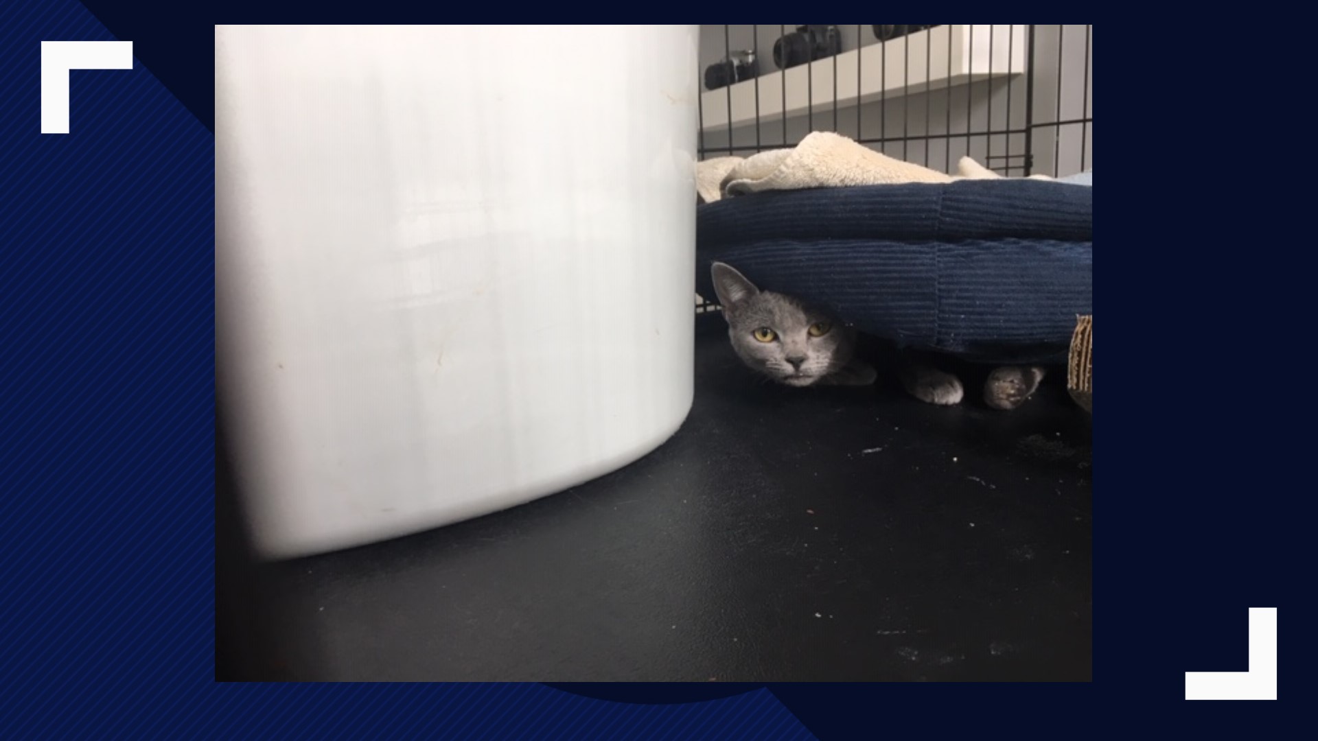 Greensboro neighbors report someone shot their kitten with a pellet gun. It's not the first time it's happened in Greensboro. Now the police are investigating.