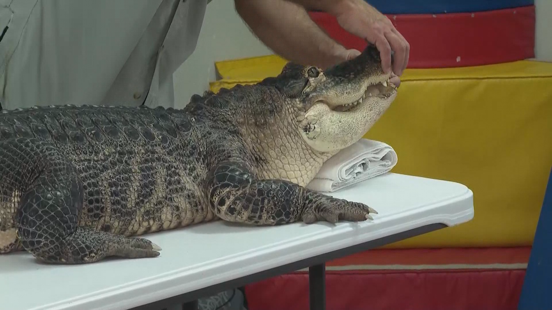 FLORIDA -- Bubba is a 195-pound therapy alligator who visits kids with autism. The kids even get to touch him, which provides them with an enriching experience.