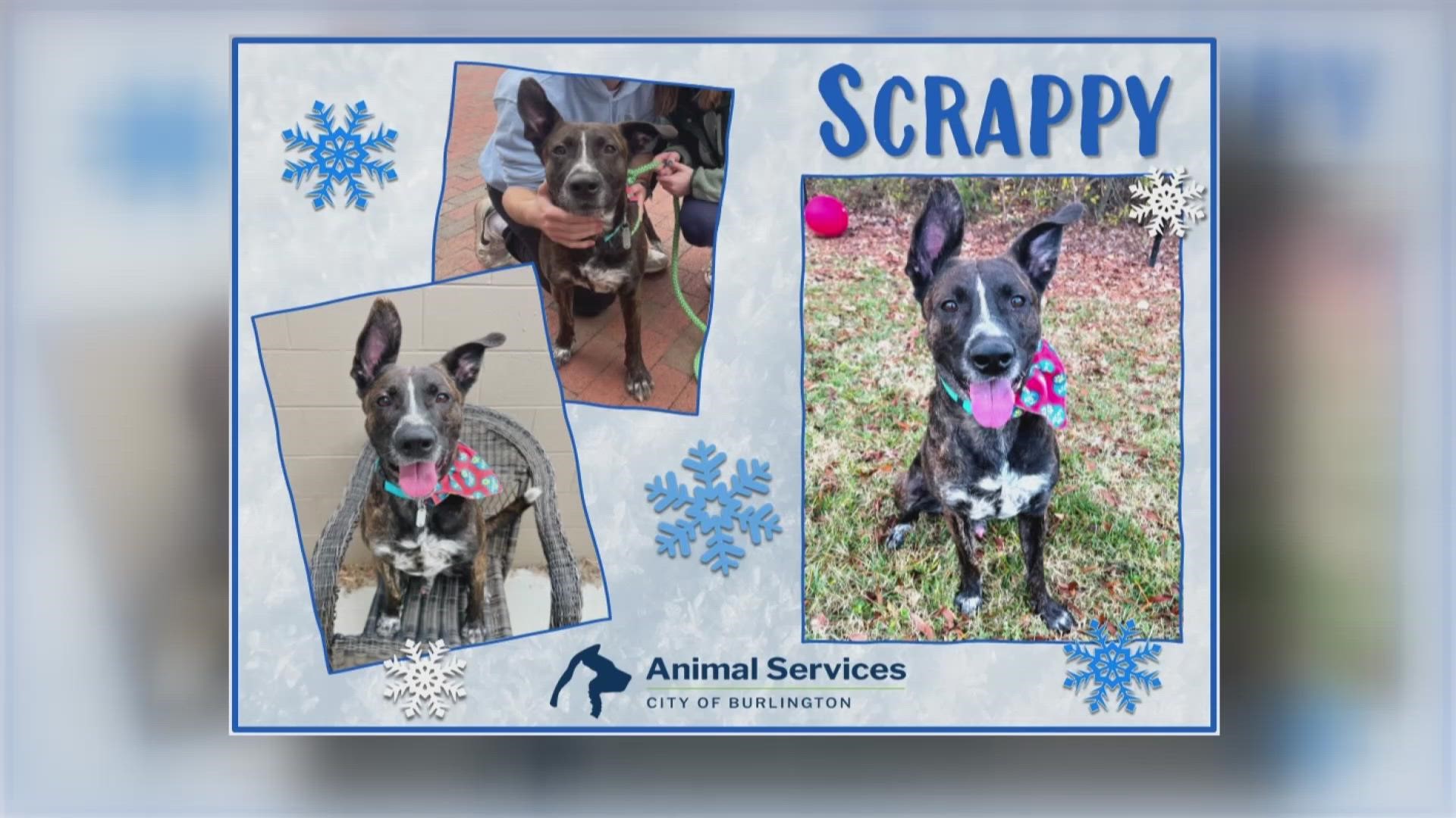 Let’s get Scrappy adopted!