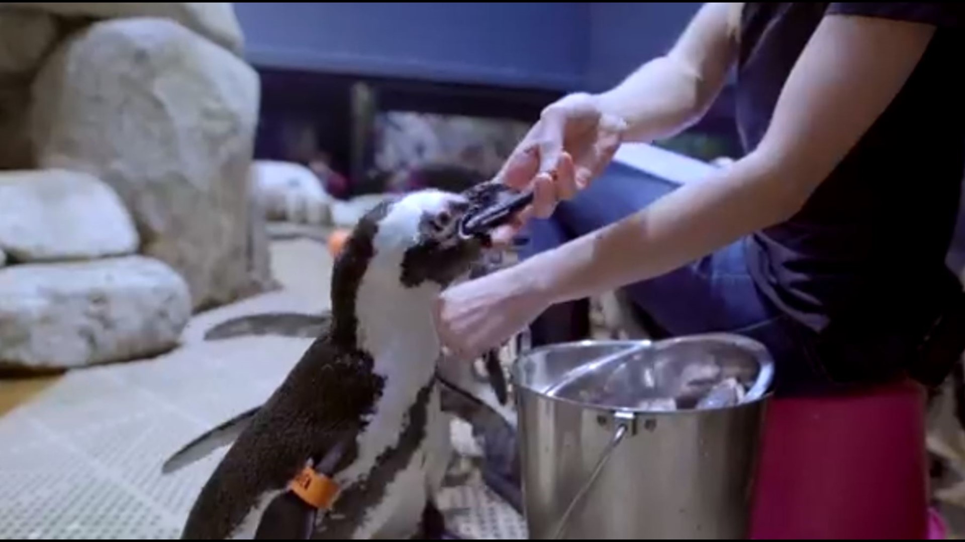 Visit the penguins and otters at the Greensboro Science Center | wfmynews2.com