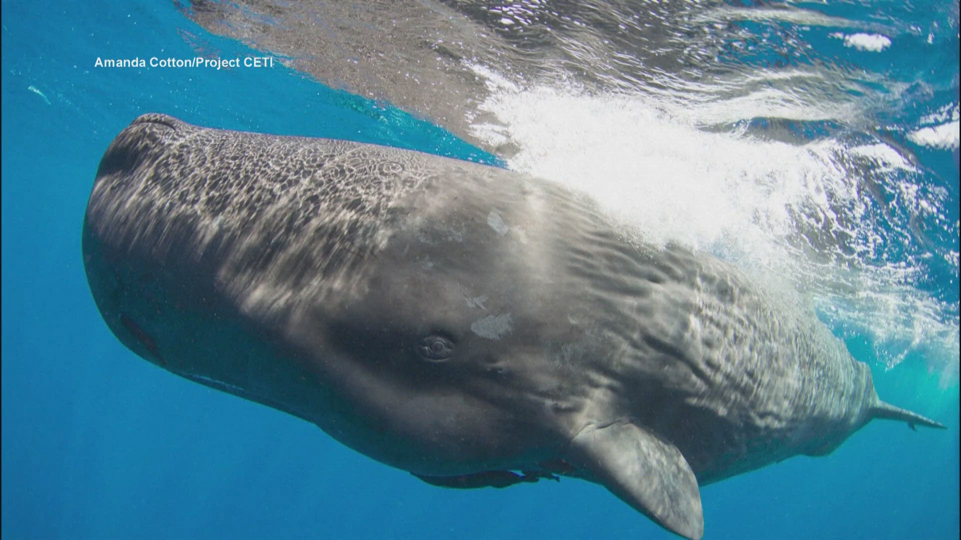 Scientists discovered Sperm Whales use their own alphabet to communicate.