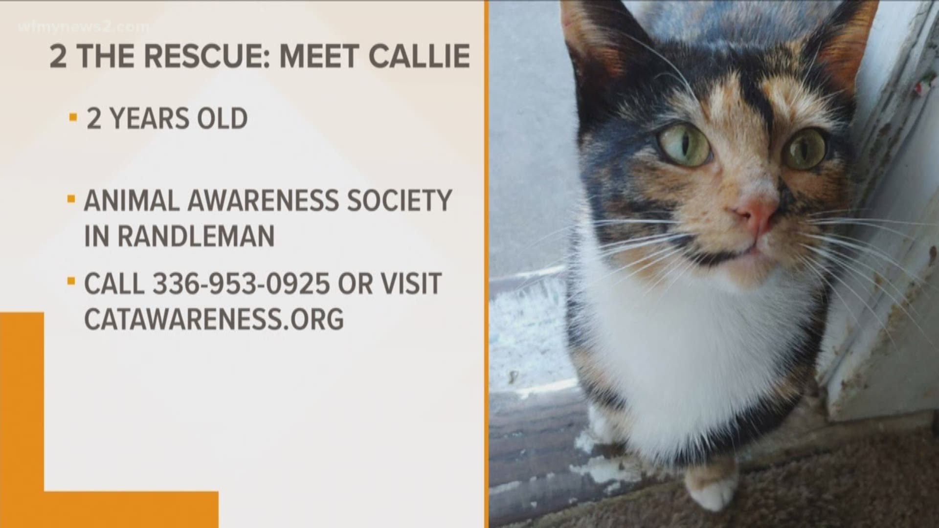 Callie is looking for her purrfect home.