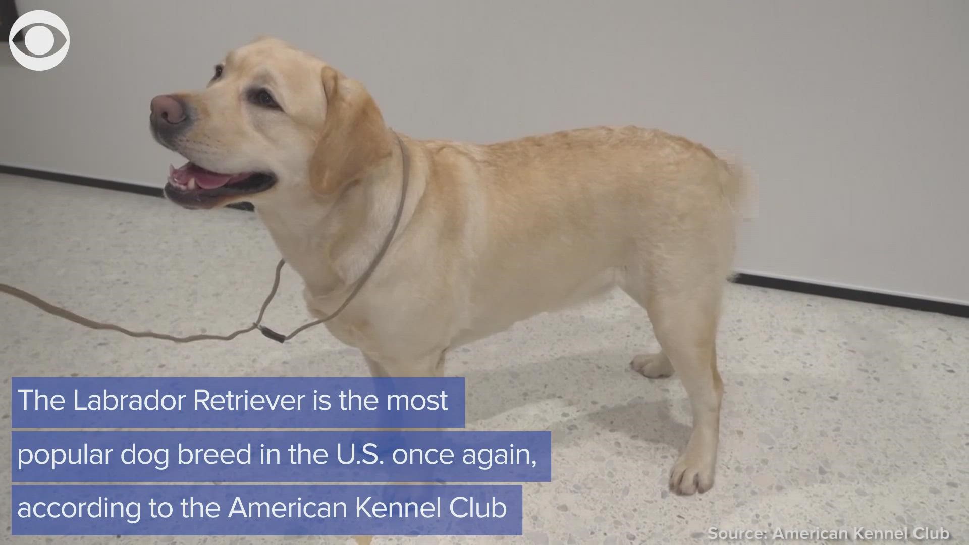 American kennel club top cheap 10