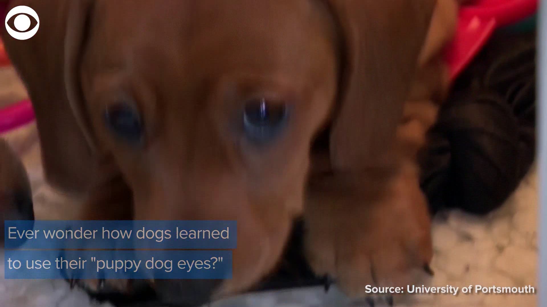 New research finds "puppy dog eyes" are an evolutionary trick that dogs use to get what they want. U.S. and British scientists have teamed up to better understand our relationship with dogs.