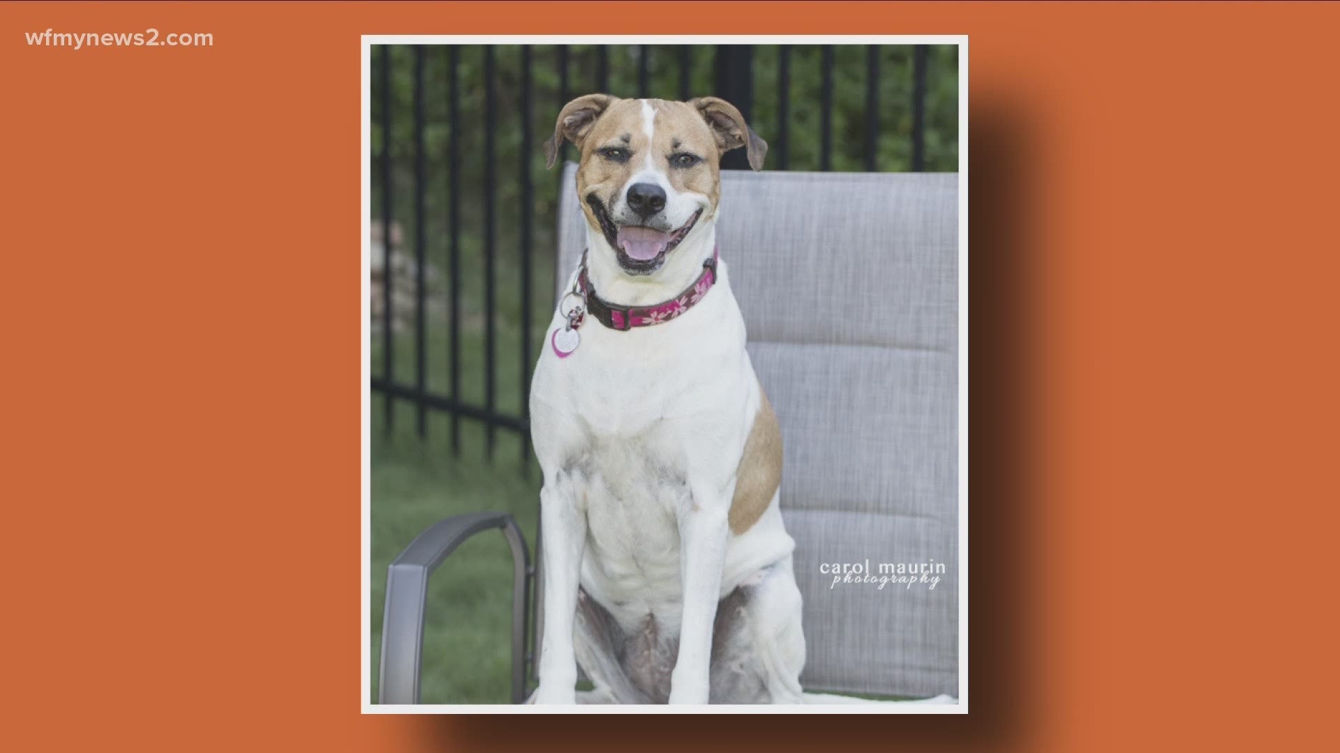 She's a 6-year-old who loves to pretend she's a puppy. Help her find her forever home.