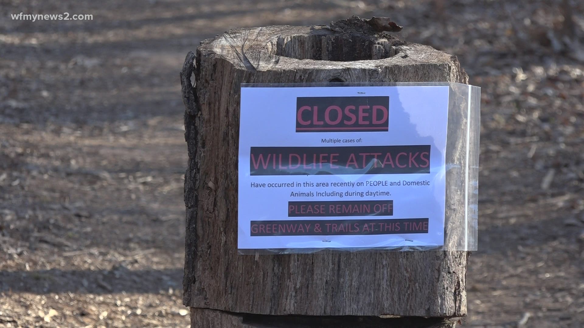 Prescott officials warn of aggressive coyote, at least four people attacked