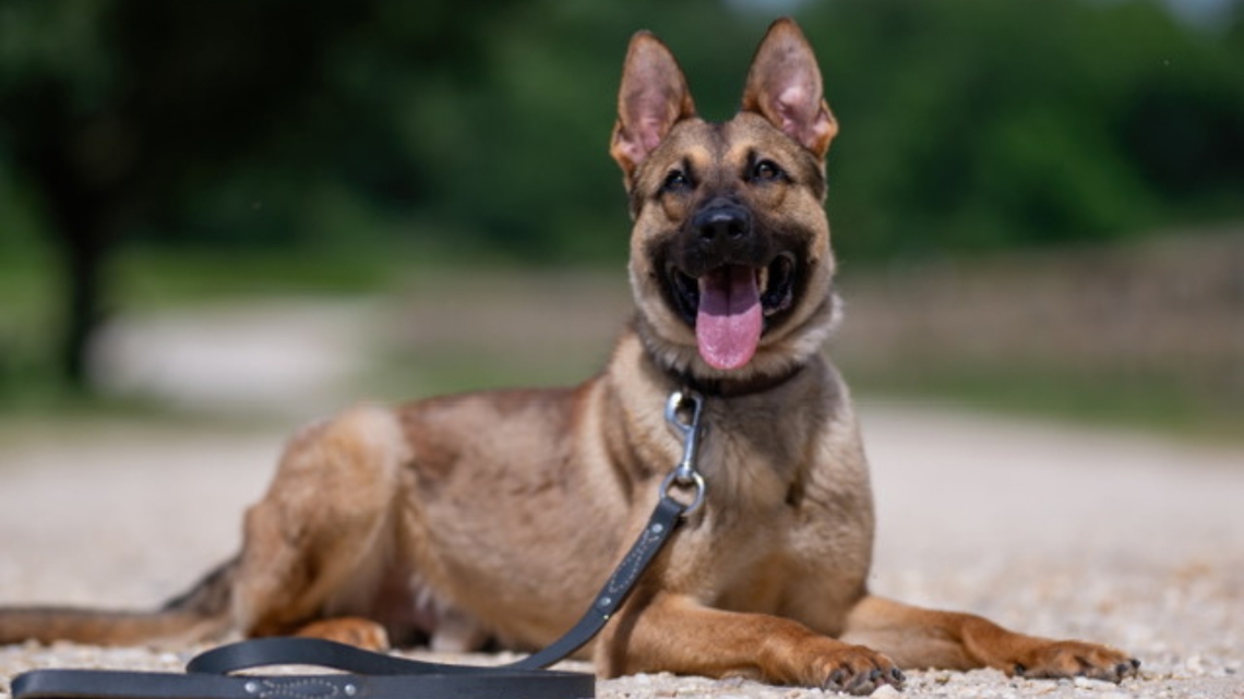 Burlington police dog helps arrest suspects accused of stealing catalytic converters