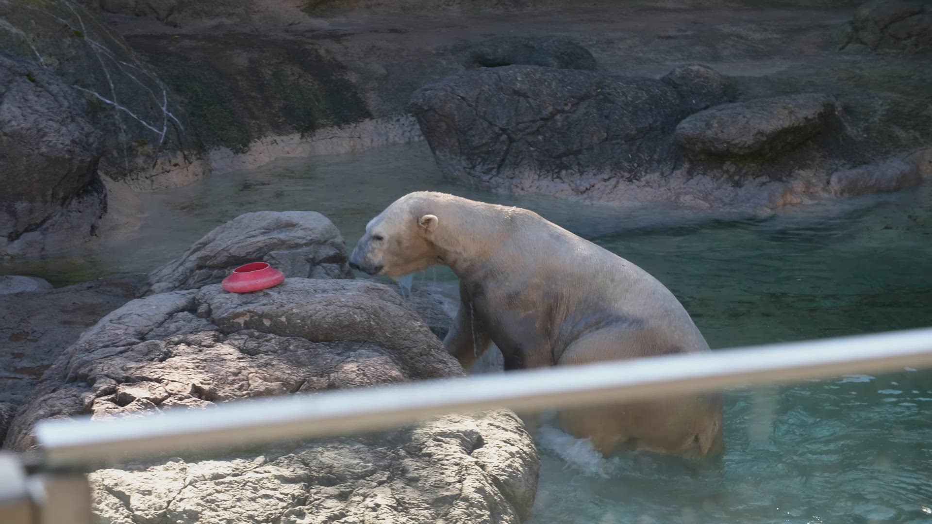 North Carolina Zoo officials hope Payton will hit it off with their female polar bear Anana, and the pair will have a cub. [Video Source: NC Zoo]