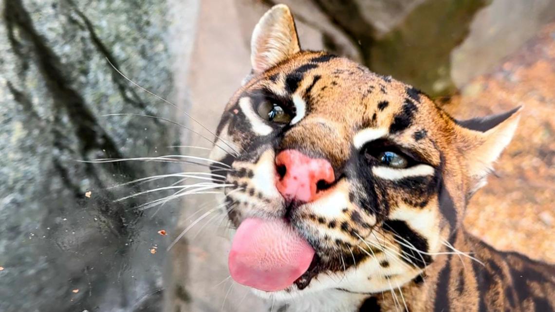 North Carolina Zoo's last ocelot, Inca, dies at 21 years old
