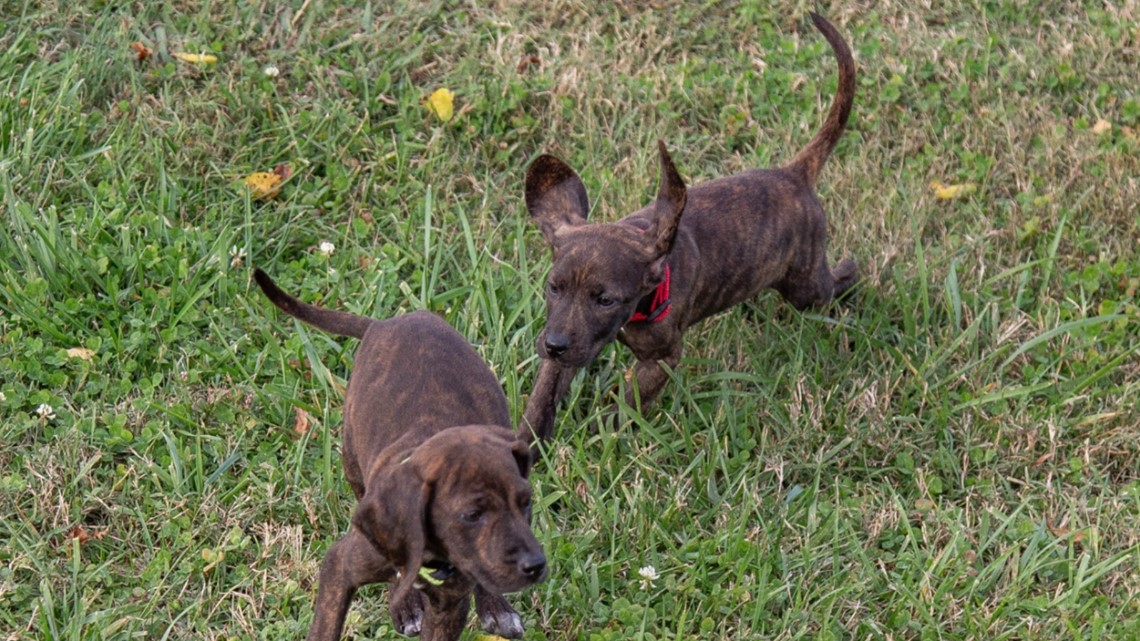 Clyde & Cash | Newest members of GCSO K9 Unit | wfmynews2.com