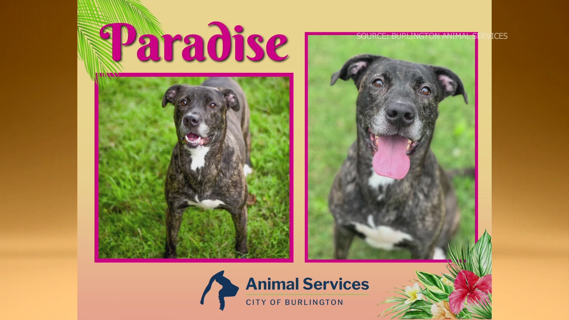 She was surrendered to Burlington Animal Services due to NO fault of her own, and she's been waiting a long while to get adopted.