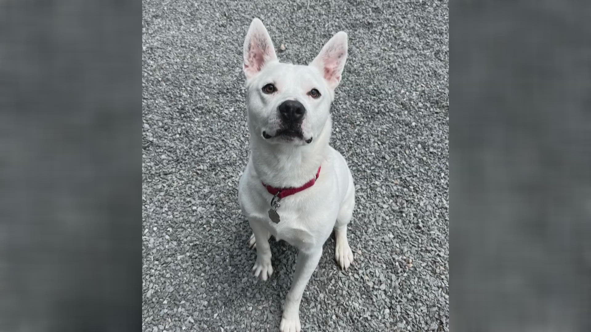 Let's get Parker adopted!