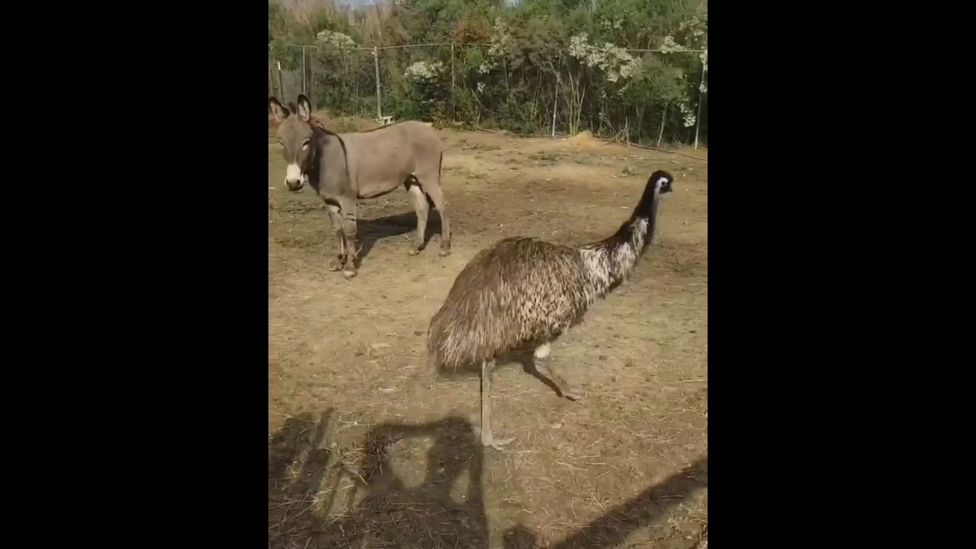 A Donkey (Jack) and an Emu (Diane) on a rescue farm in North Carolina. have fallen in love and refuses to be separate. That now means workers have to keep them in the same area. Video Credit: Carolina Waterfowl Rescue