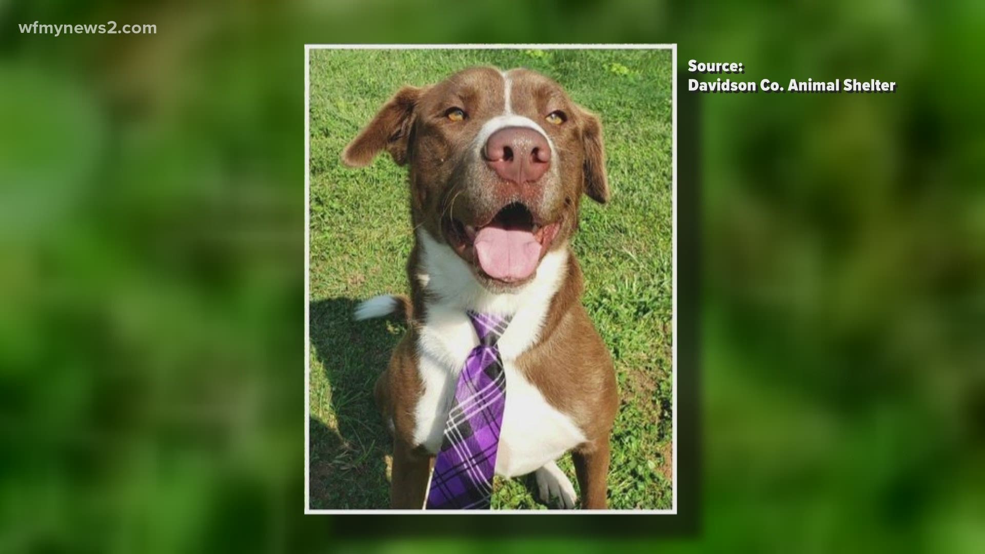 This energetic lab mix is currently at the Davidson Co. animal shelter. Help us find him his forever home!