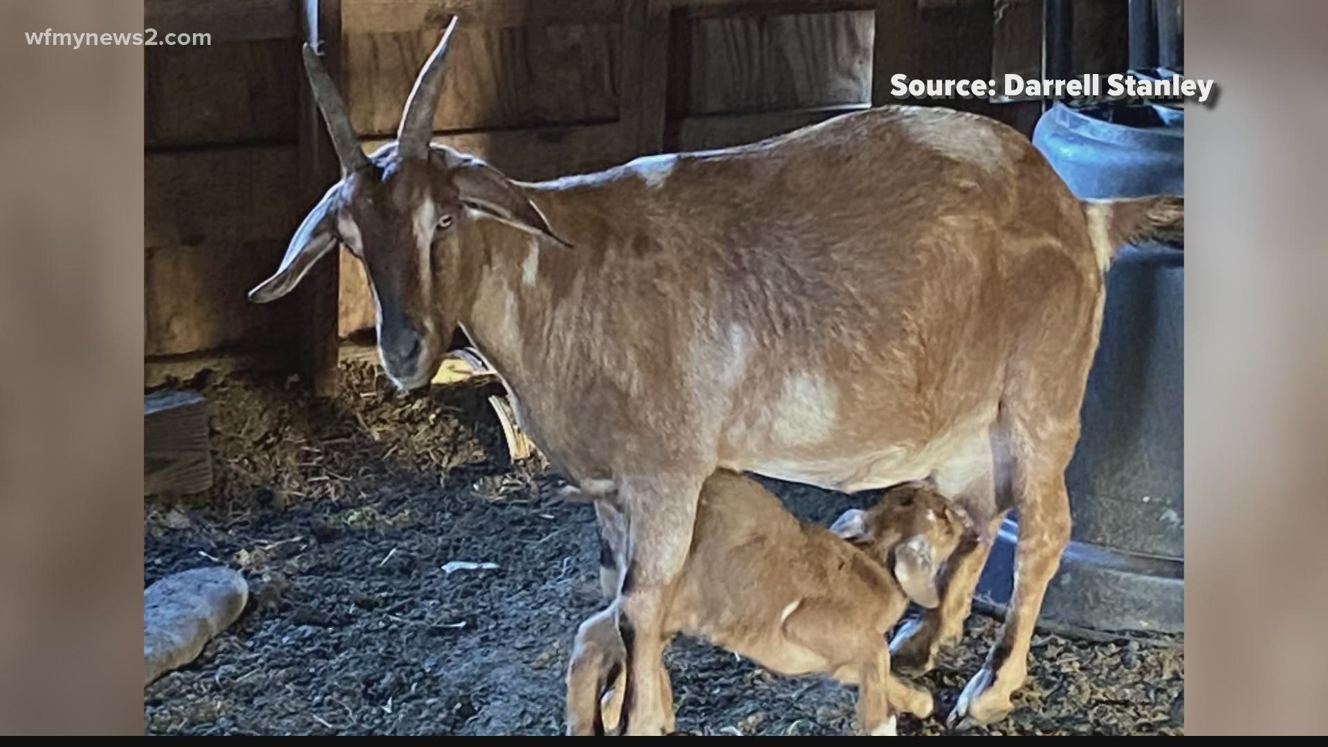 The Sheriff's Office said someone shot and killed 11 goats on a Ramseur man's farm. The owner said many were babies.