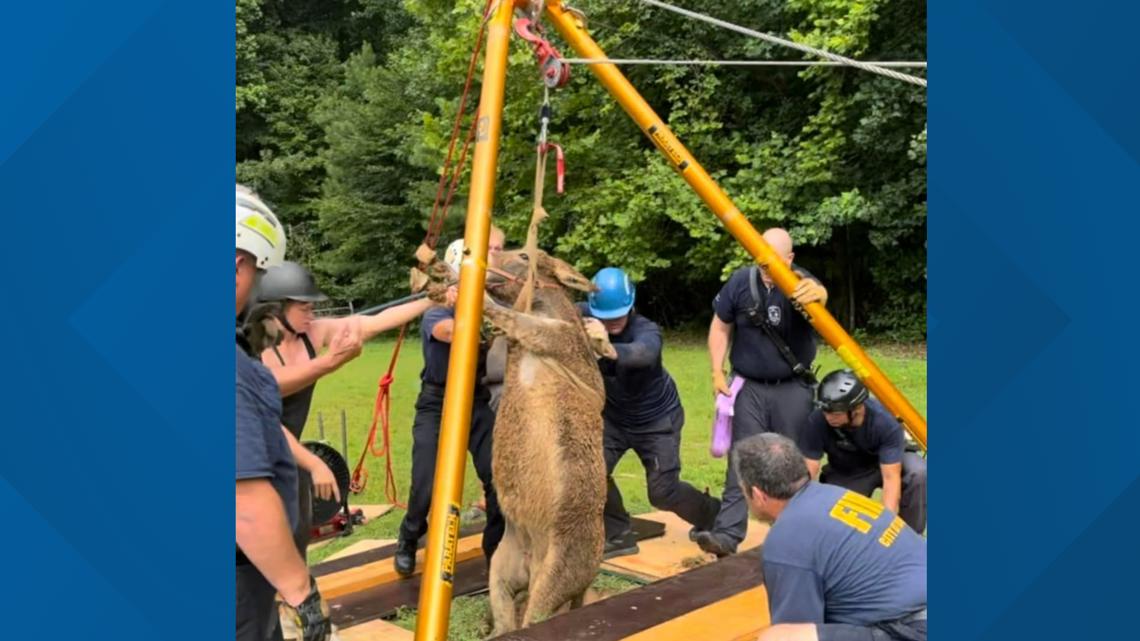 Wake Forest firefighters rescue a donkey from a sinkhole - Vimarsana News