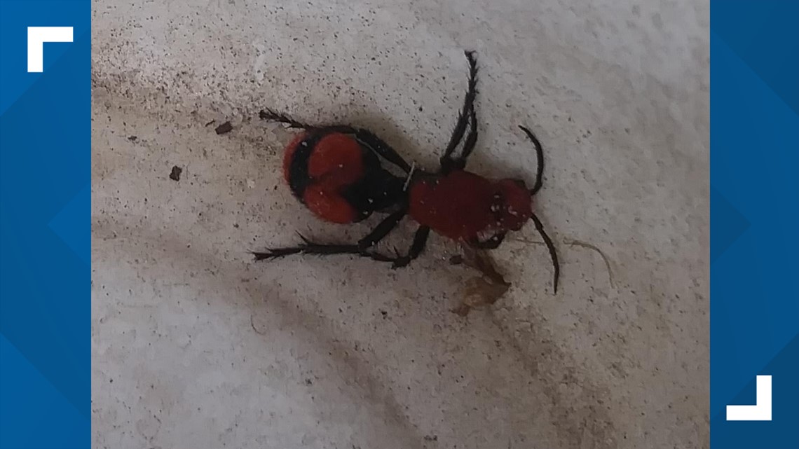 Velvet Ant  NC State Extension