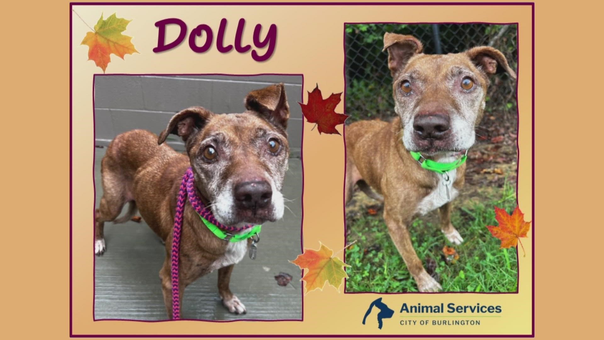 Let's get Dolly adopted!
