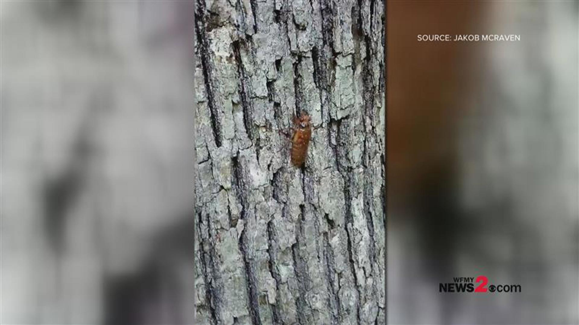 Watch as red-eyed cicadas emerge from the ground and climb up a tree in Mebane, North Carolina.