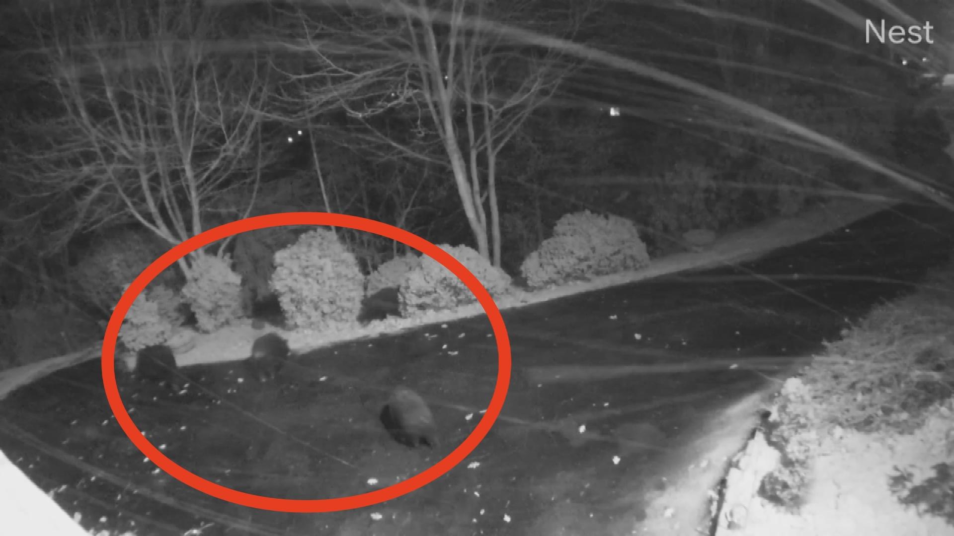 A viewer caught a group of bears playing in the snow in Blowing Rock.