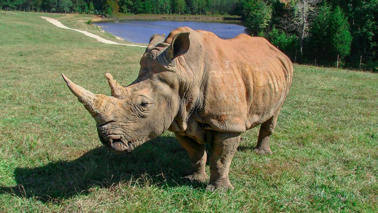 NC Zoo's southern white rhino 'Olivia' dies