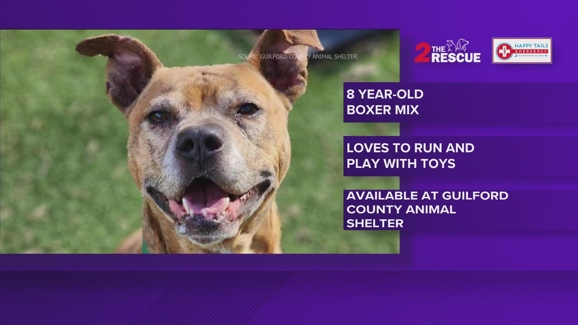 8 year-old, boxer mix, Dane is a playful gentleman looking for his forever home. If you are interested reach out to Guilford County Animal Shelter.