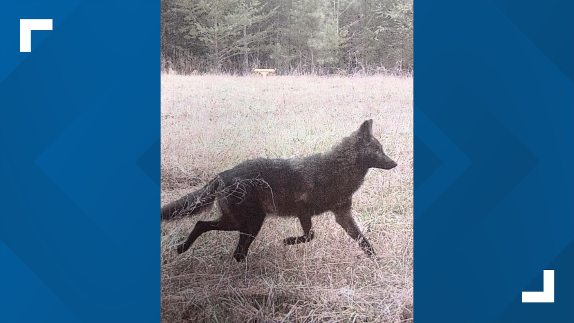 Take a look at this! Man spots black coyote on his farm