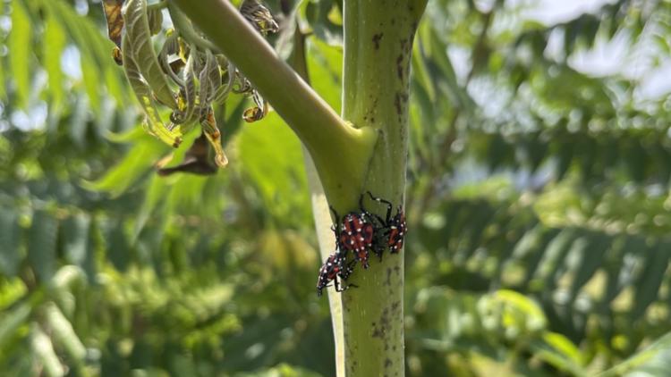 PHOTOS: Invasive spotted lanternfly