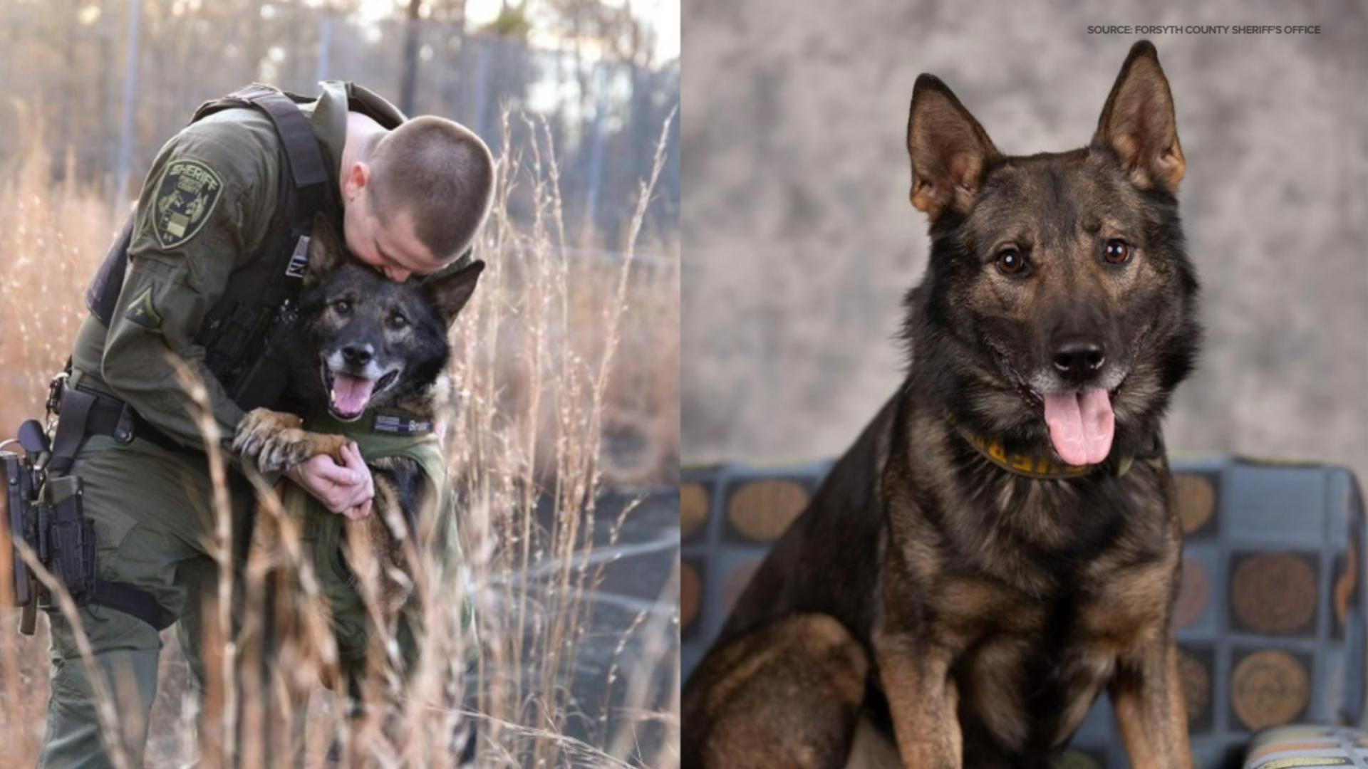 Forsyth County K-9 Bruno crossed the Rainbow Bridge on Friday, May 10. Bruno had been with the sheriff's office since 2017.