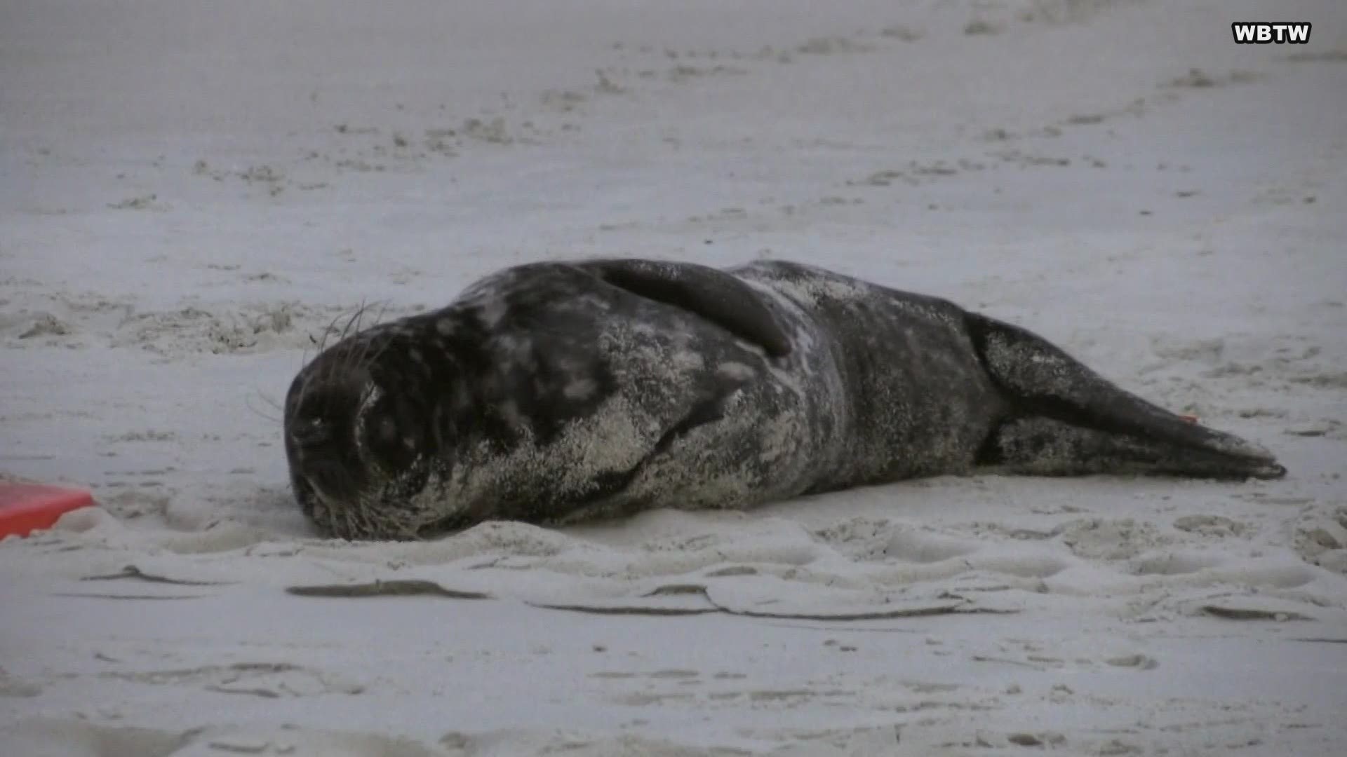 Myrtle Beach got the seal of approval from one rare  beachgoer, who like it so much, the animal spent the night.