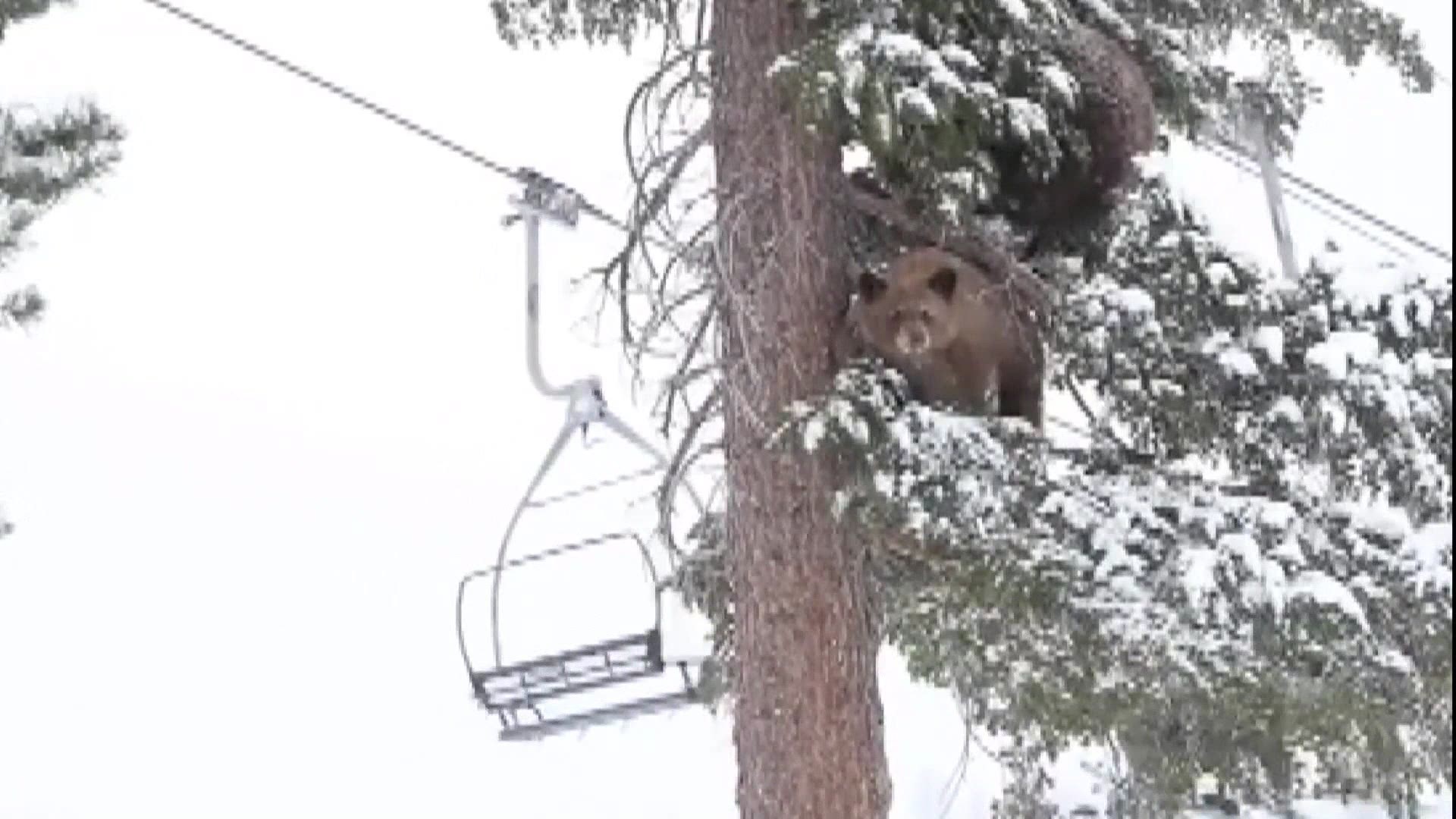 People riding up the lift at Mammoth Mountain in California got a close-up look at a baby and mama bear perched in a tree. The two eventually climbed down and left.