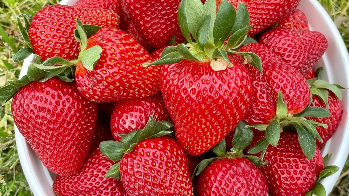 Strawberry farms near Greensboro area open for 2022 season - Vimarsana News