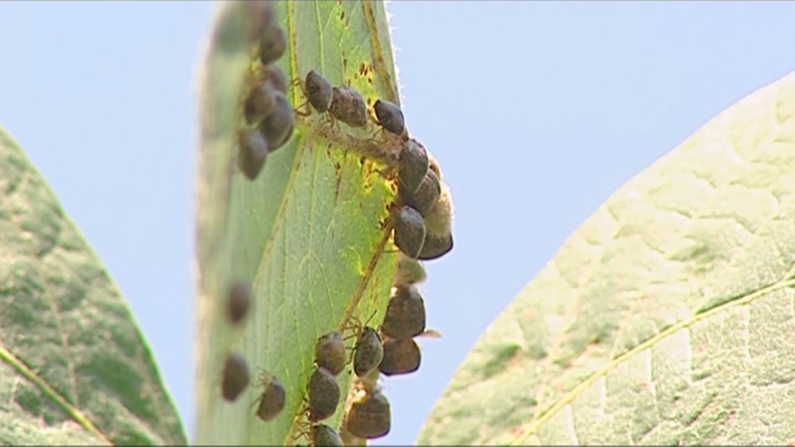 VERIFY Can Diatomaceous Earth Kill Bugs?