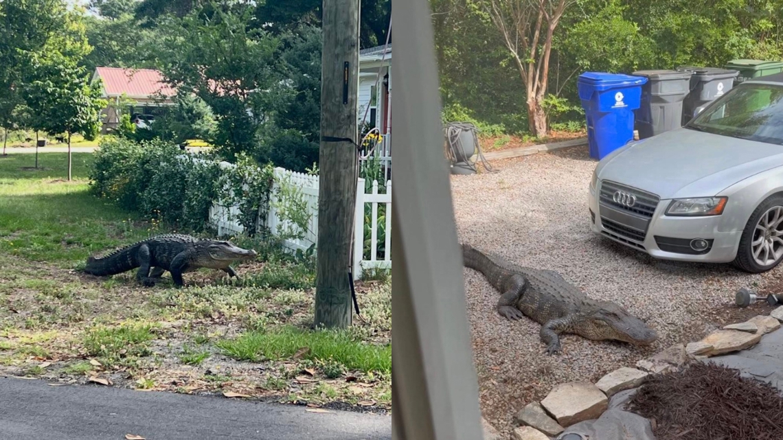 NC Wildlife officials report more alligator sightings along the coast